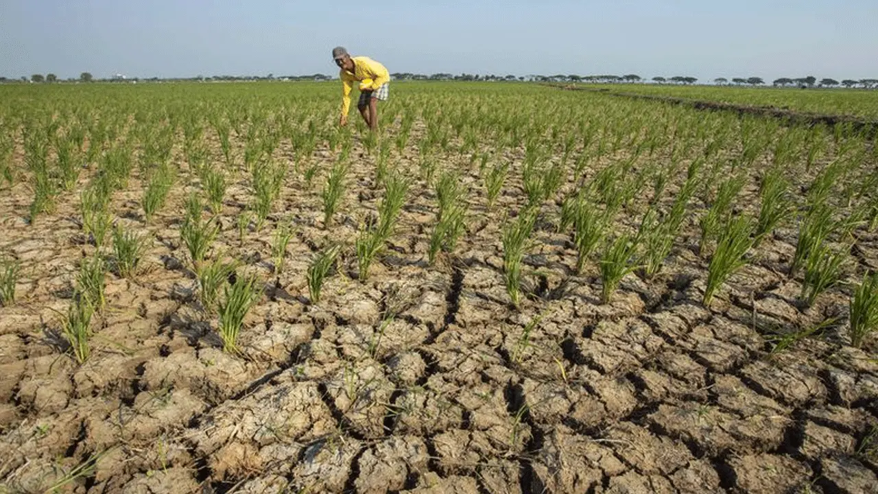 Mengungkap Dampak Kekeringan: 7 Ribu Hektare Sawah di Jawa Timur Gagal Panen